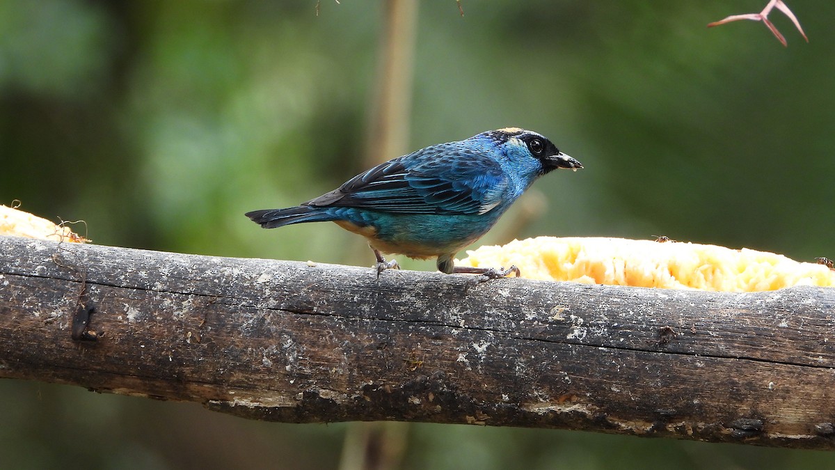 Golden-naped Tanager - ML620409436