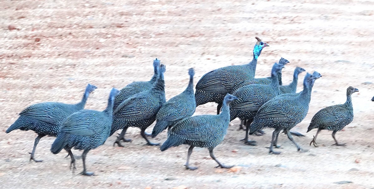 Helmeted Guineafowl - ML620409442