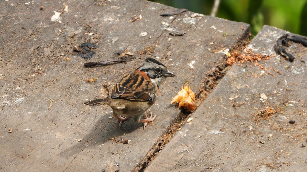 Rufous-collared Sparrow - ML620409444