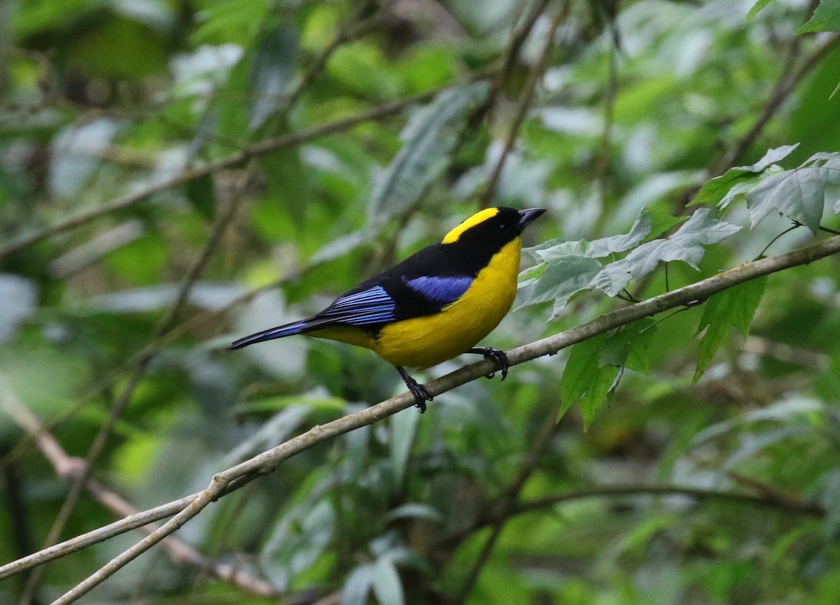 Blue-winged Mountain Tanager (Blue-winged) - ML620409461