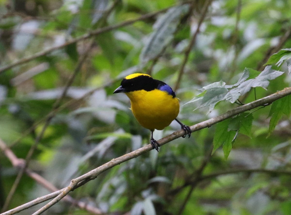 Blue-winged Mountain Tanager (Blue-winged) - ML620409465