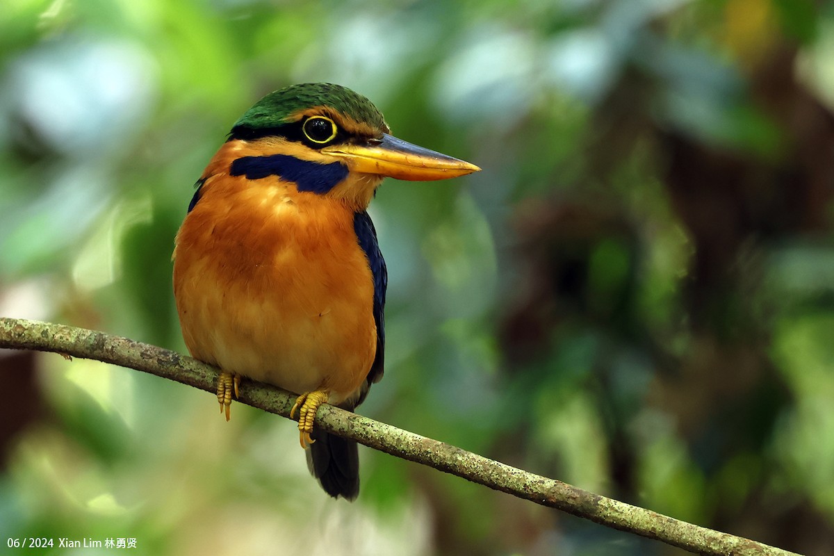 Rufous-collared Kingfisher - ML620409466