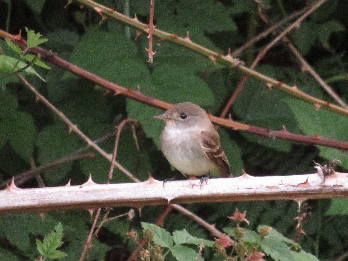 Willow Flycatcher - ML620409468