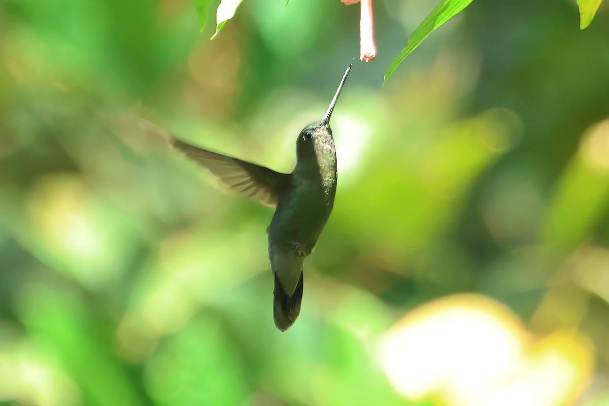 Green-fronted Lancebill - ML620409478