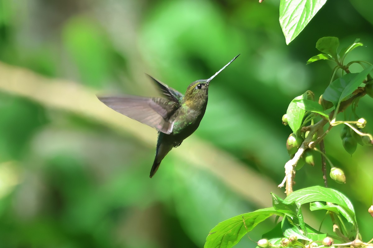 kolibřík zelenočelý - ML620409479
