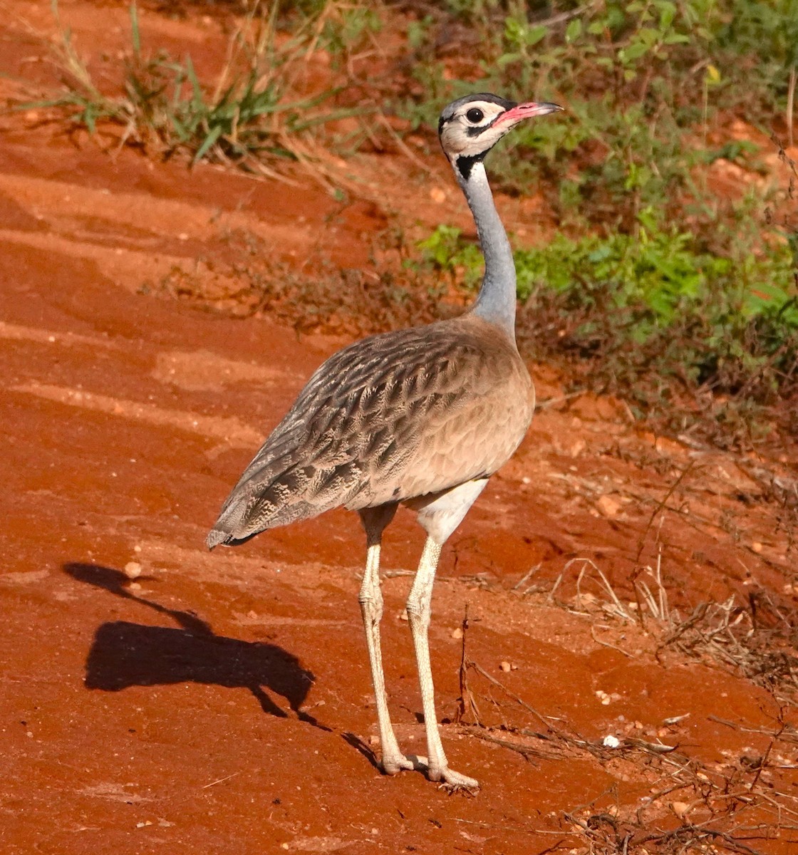 White-bellied Bustard - ML620409482