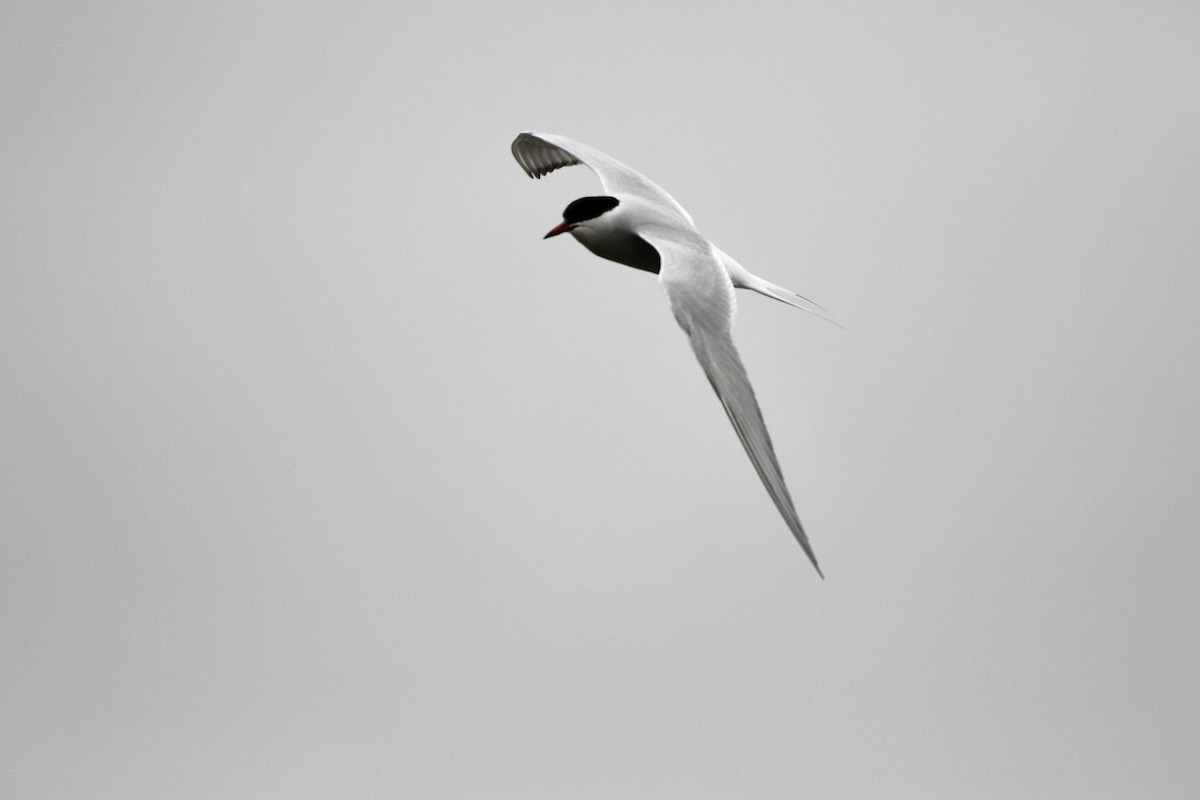 Arctic Tern - ML620409486