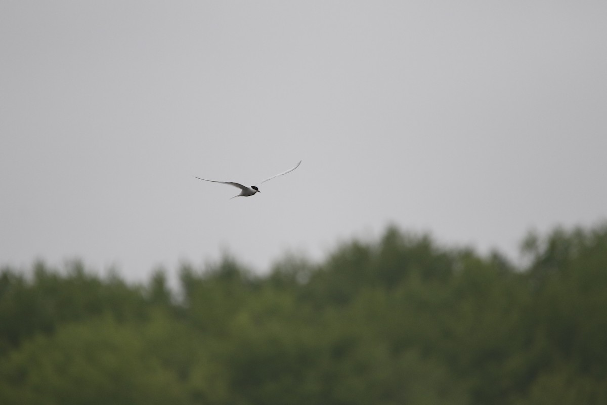 Arctic Tern - ML620409487