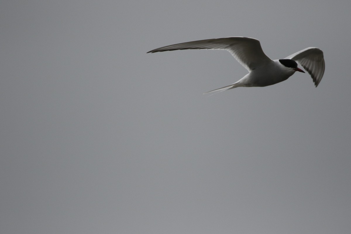 Arctic Tern - ML620409488