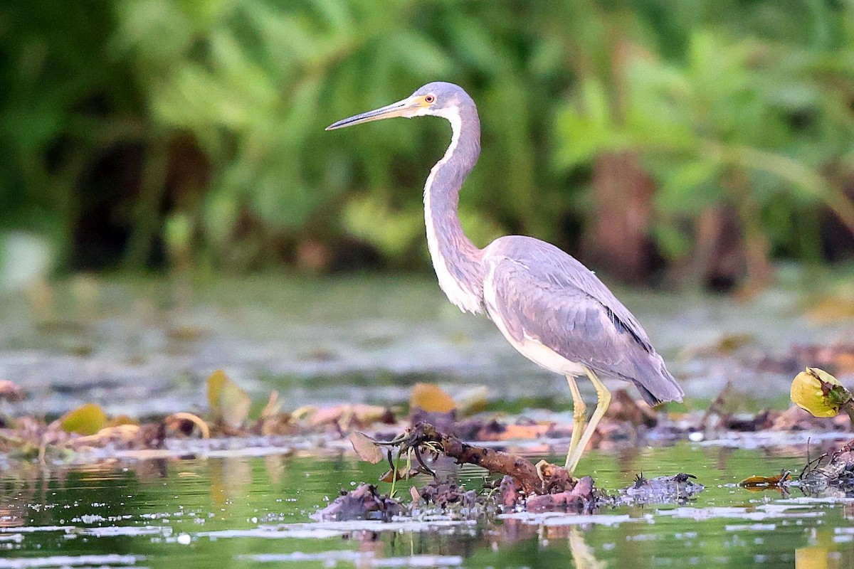 Tricolored Heron - ML620409494