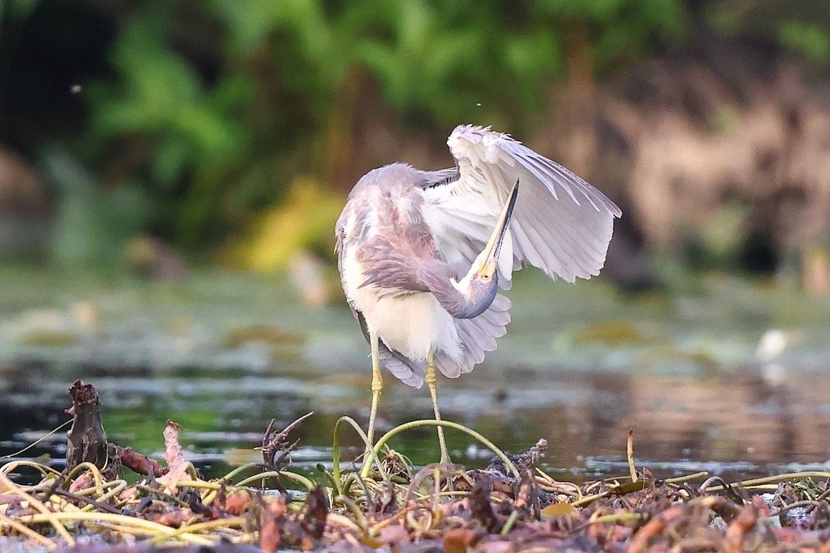 Tricolored Heron - ML620409495