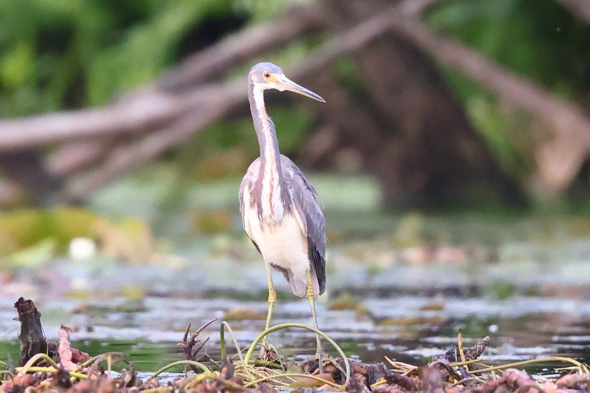 Tricolored Heron - ML620409498