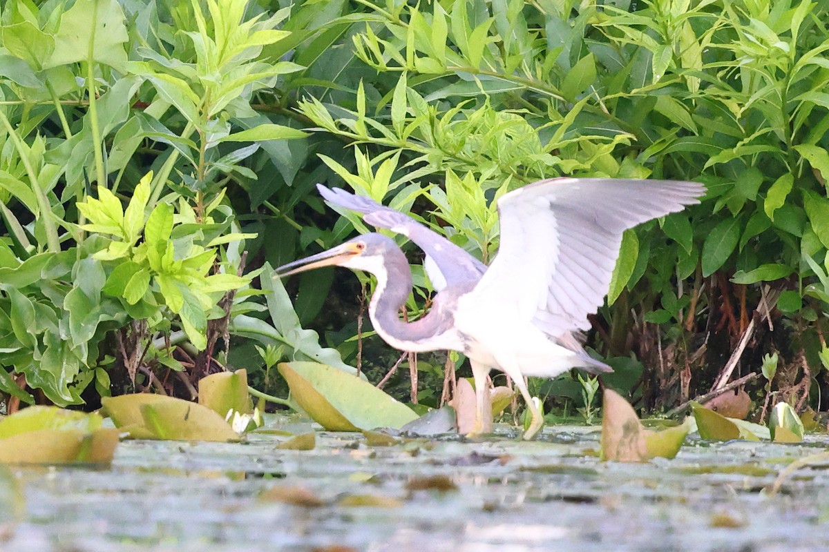 Tricolored Heron - Matthew Brown