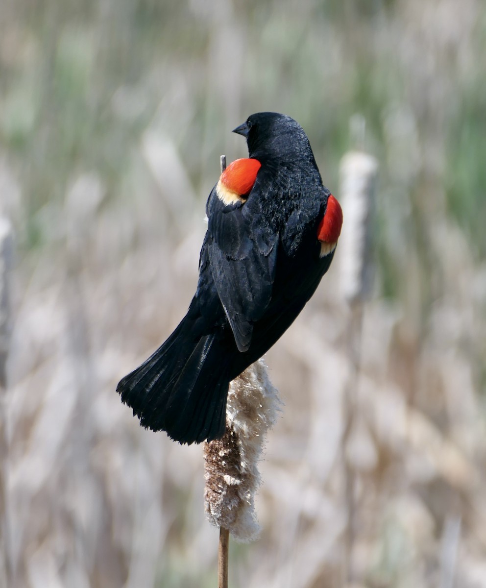 Red-winged Blackbird - ML620409504