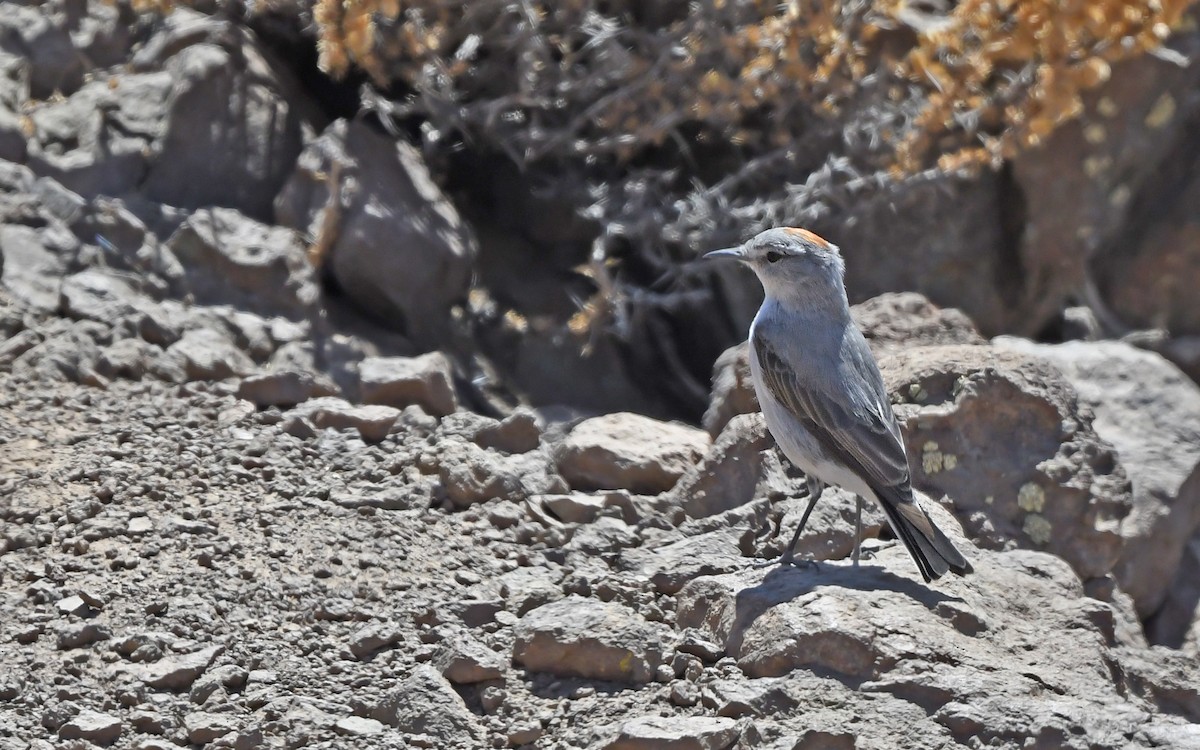 White-browed Ground-Tyrant - ML620409508