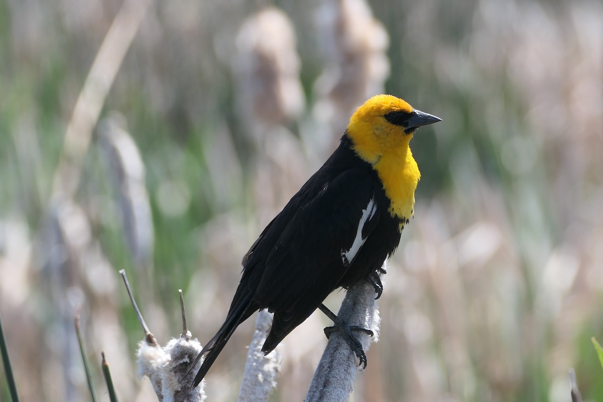 Yellow-headed Blackbird - ML620409512