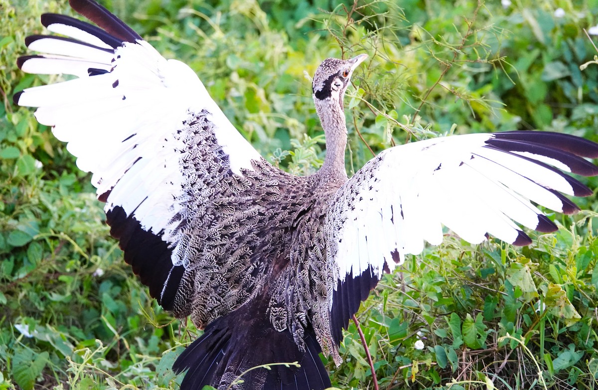 Black-bellied Bustard - ML620409513