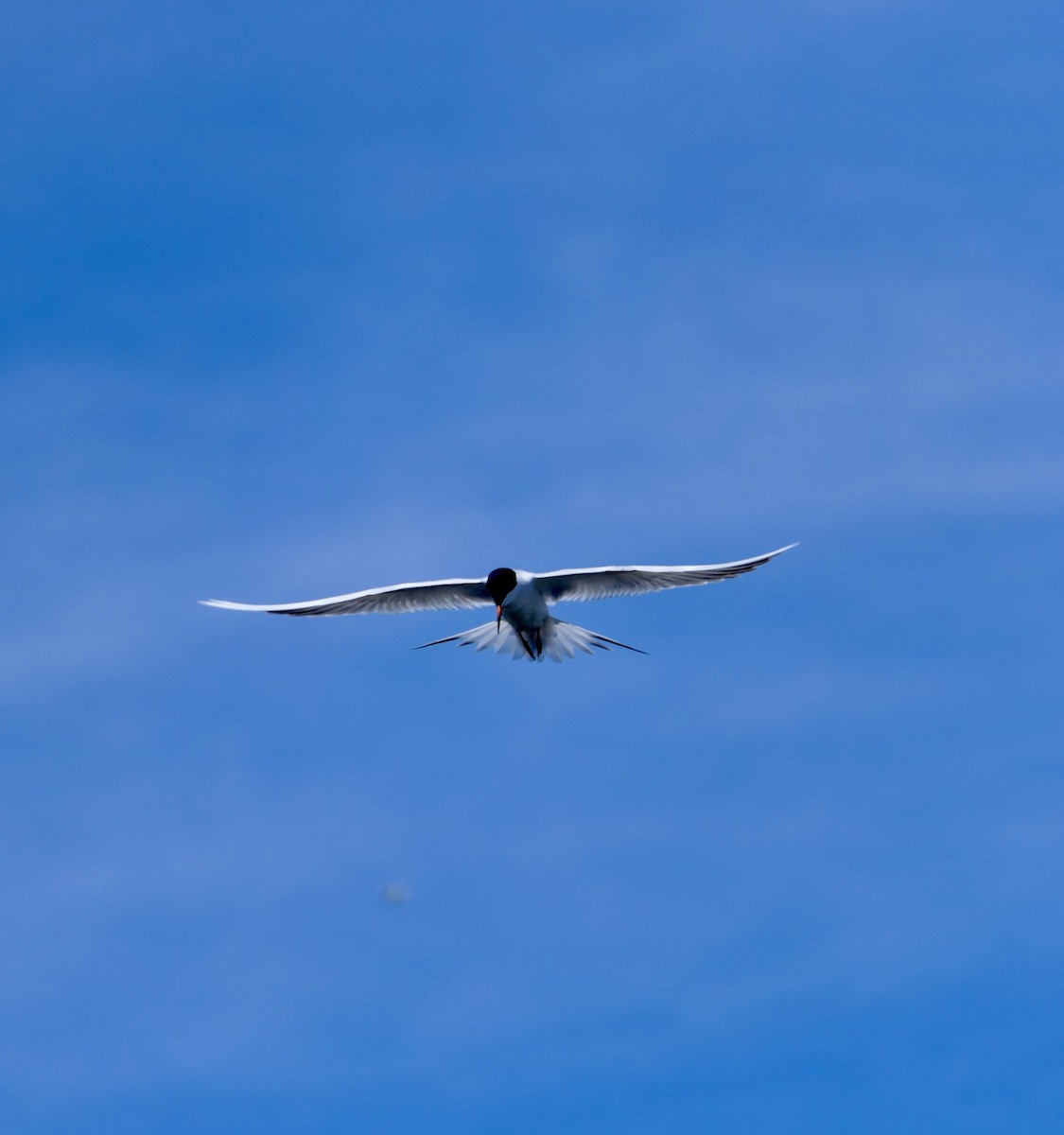 Forster's Tern - ML620409516