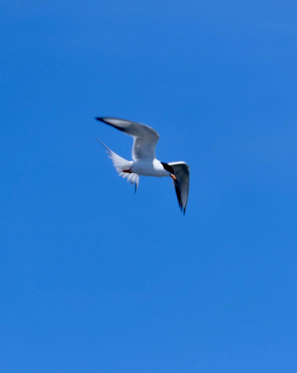 Forster's Tern - ML620409517