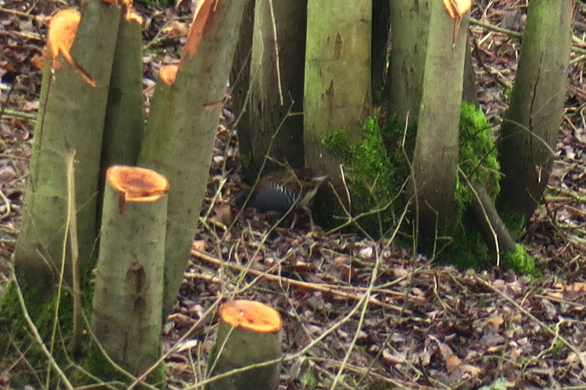 Water Rail - ML620409523