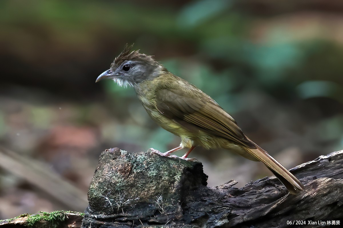 Gray-cheeked Bulbul - ML620409529