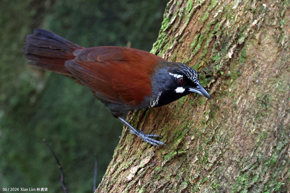 Black-throated Babbler - ML620409555