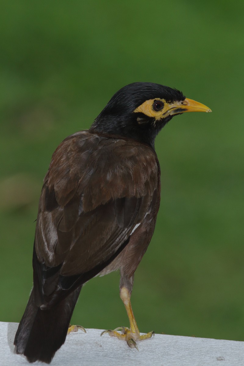 Common Myna - ML620409560