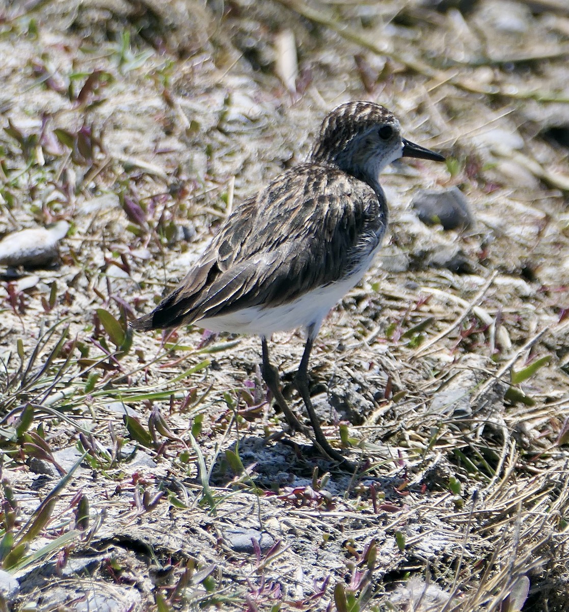 Semipalmated Sandpiper - ML620409562