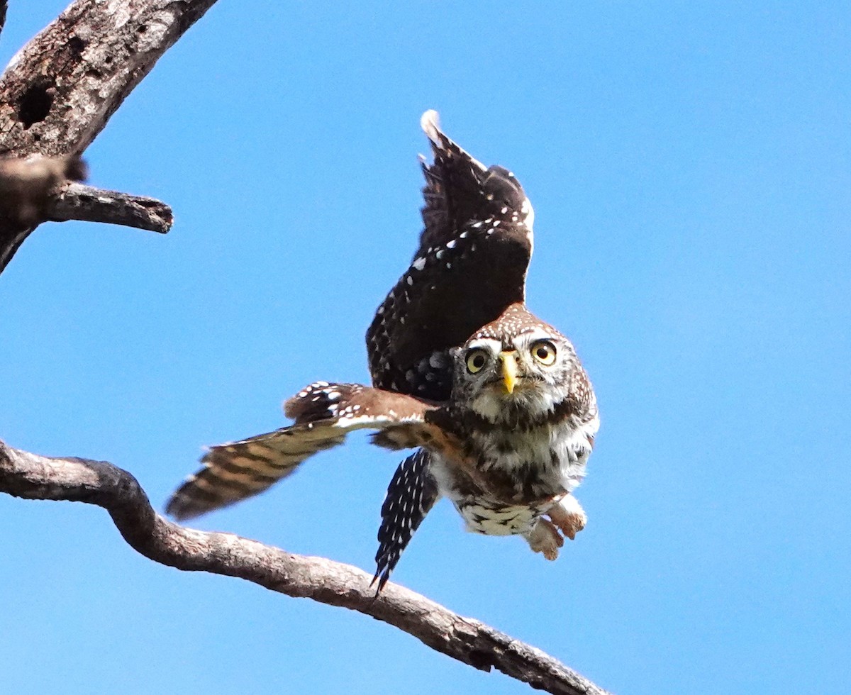 Pearl-spotted Owlet - ML620409563