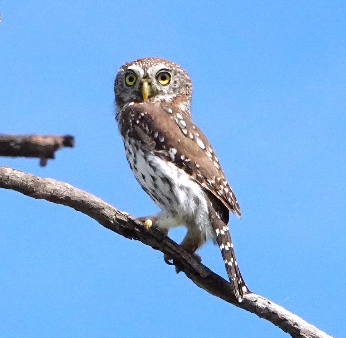 Pearl-spotted Owlet - ML620409566