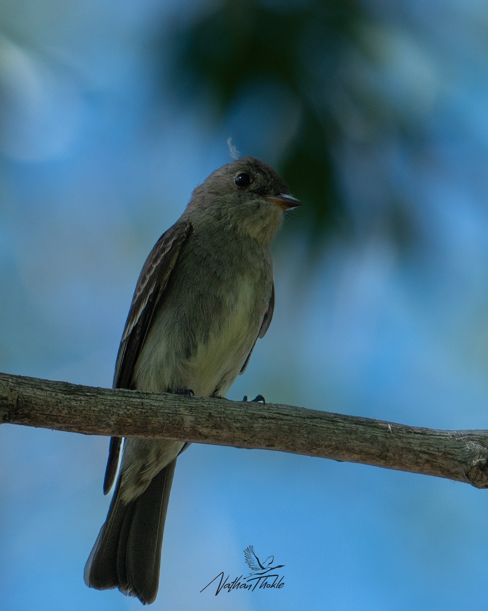 Western Wood-Pewee - ML620409606