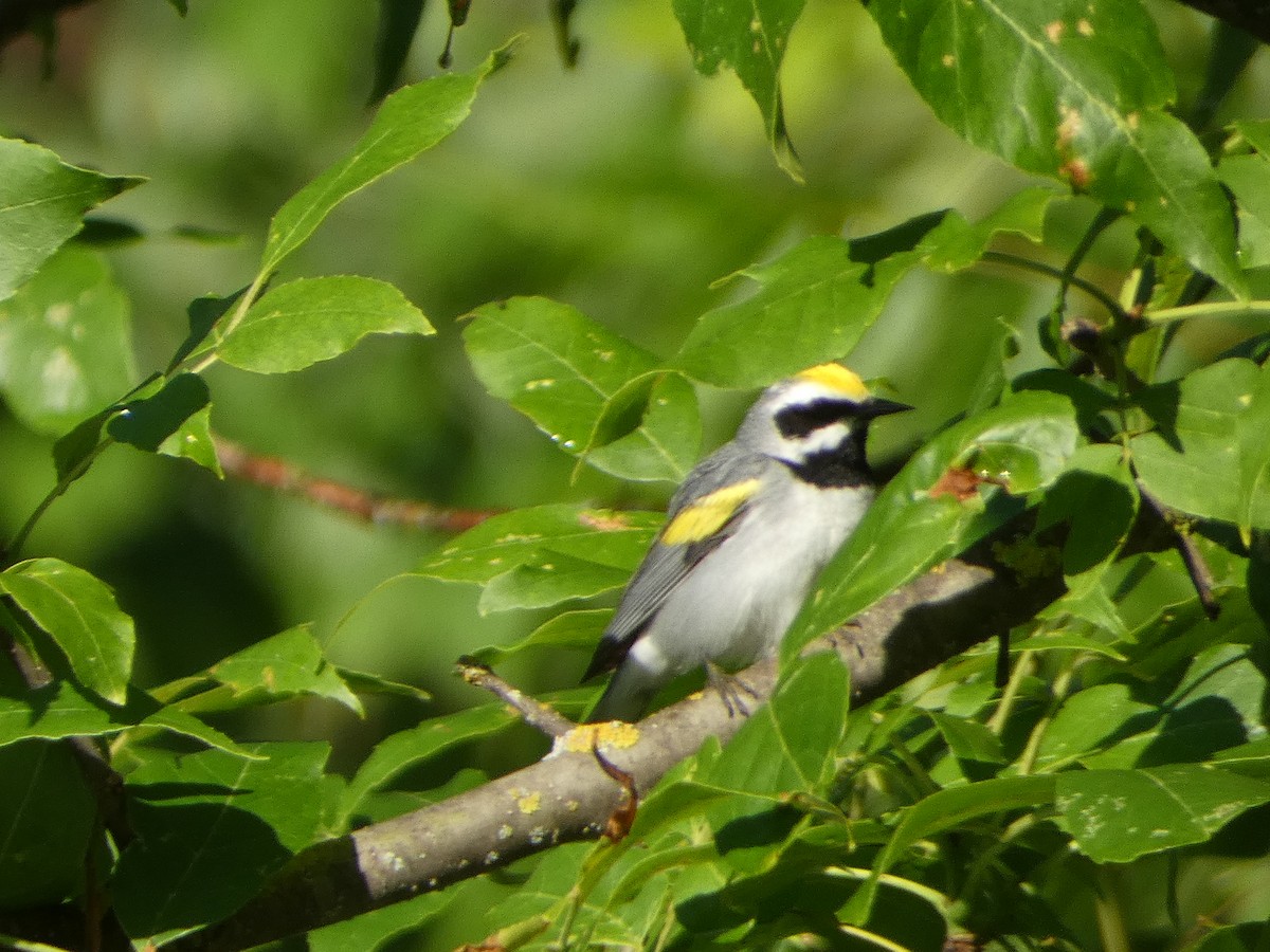 Golden-winged Warbler - Tom Wheatley