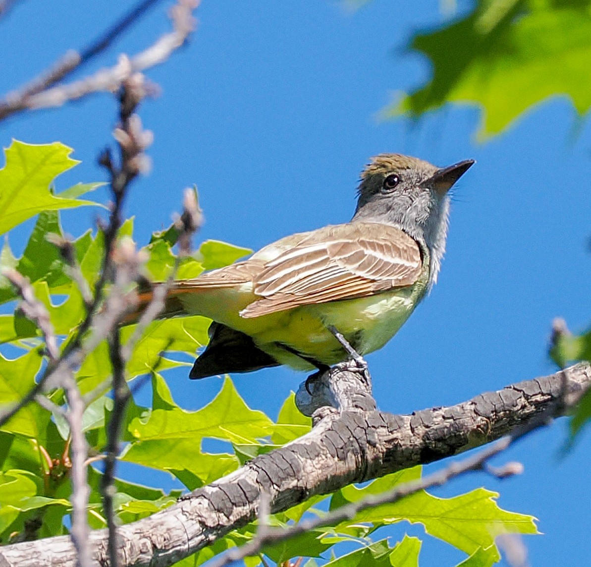 Great Crested Flycatcher - ML620409612