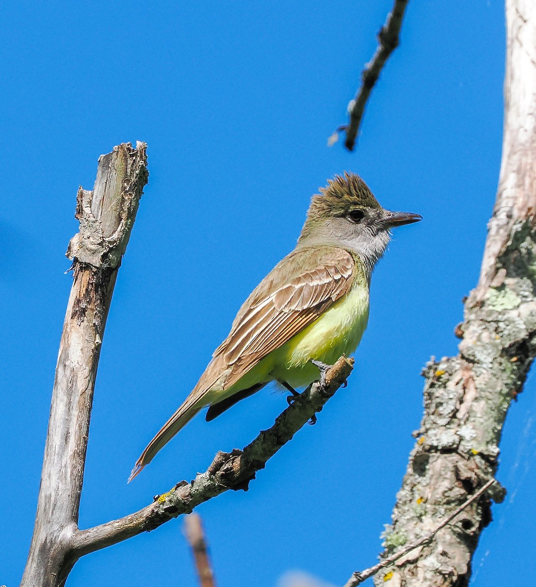 Great Crested Flycatcher - ML620409614