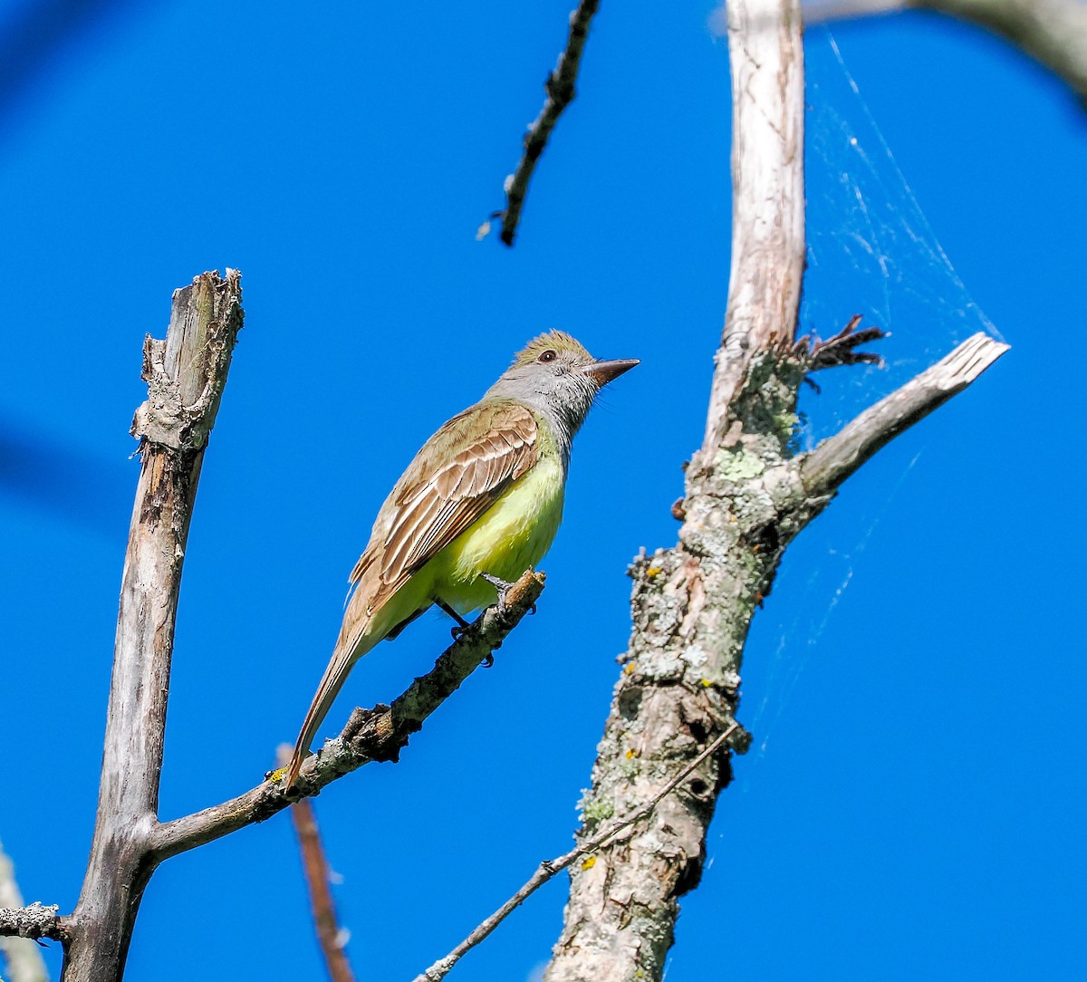 Great Crested Flycatcher - ML620409615