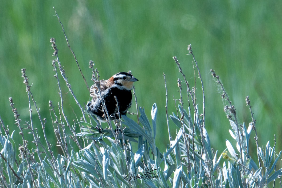 Chestnut-collared Longspur - Nathan Thokle