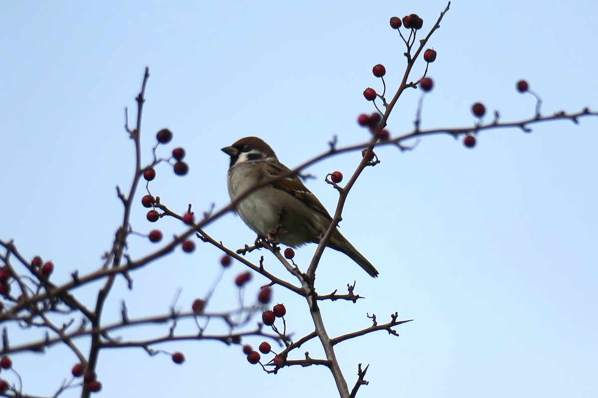 Eurasian Tree Sparrow - ML620409624