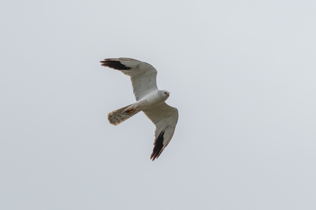 Pallid Harrier - ML620409634