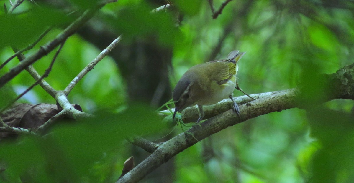 Red-eyed Vireo - ML620409635