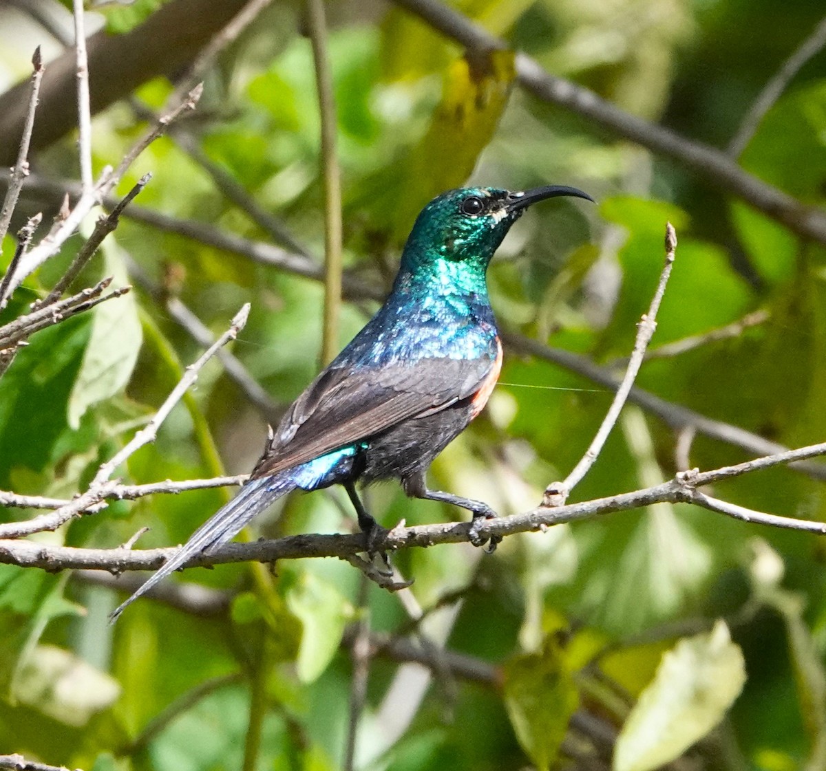 Black-bellied Sunbird - ML620409638