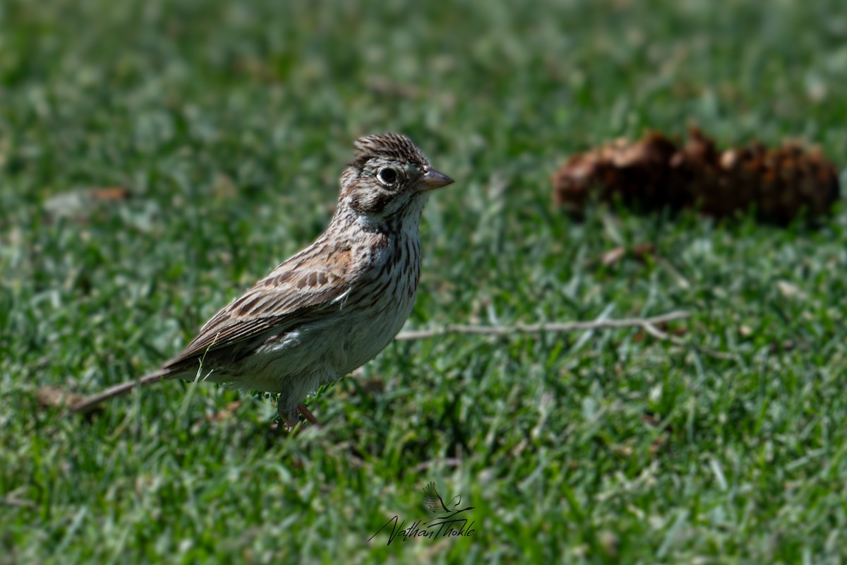 Vesper Sparrow - ML620409640