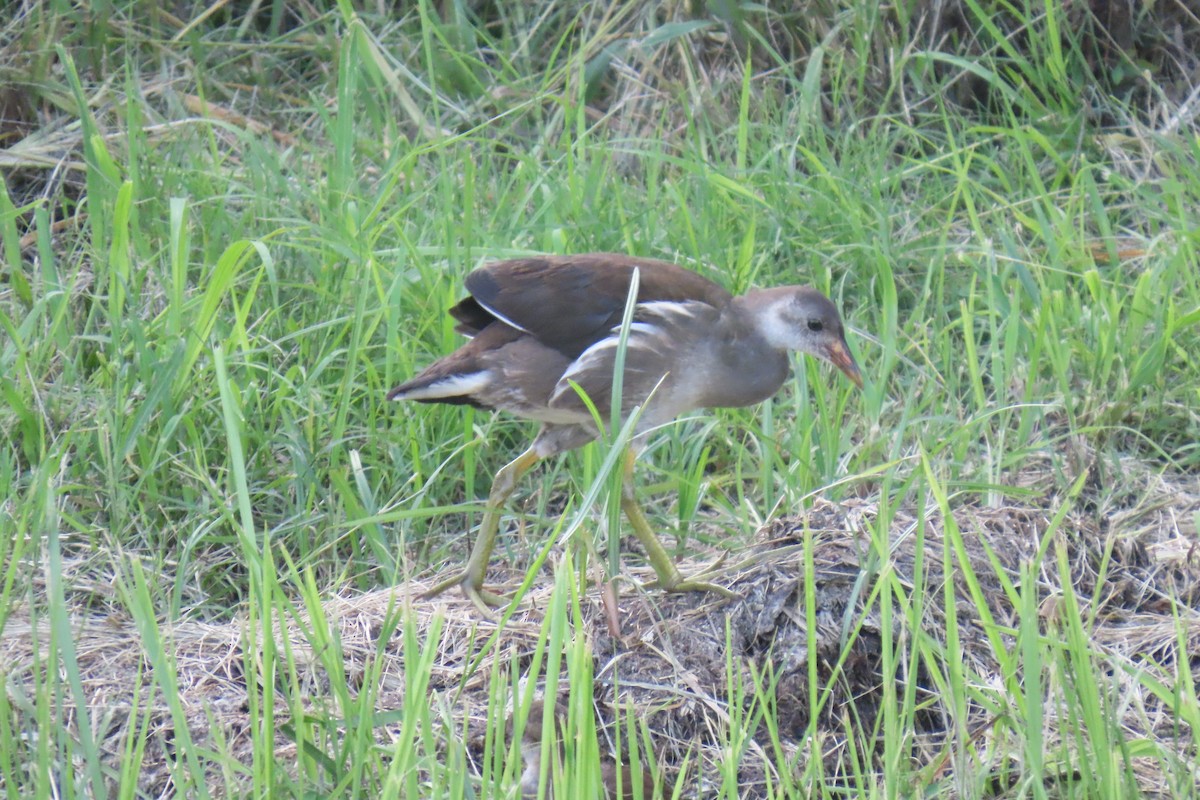 Eurasian Moorhen - ML620409648