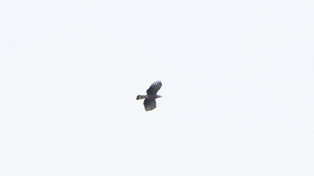 Hook-billed Kite - ML620409649