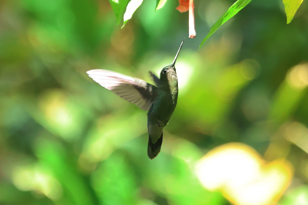 kolibřík zelenočelý - ML620409655