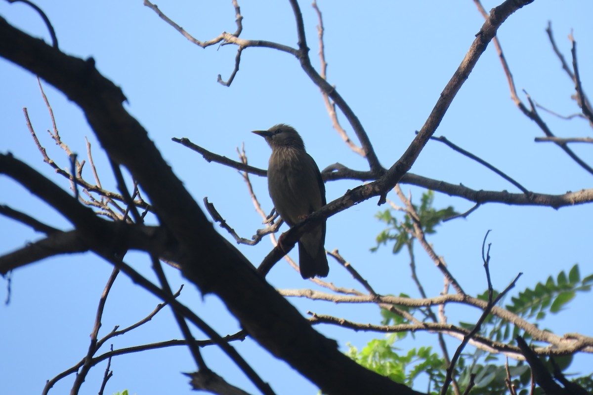 Chestnut-tailed Starling - ML620409670