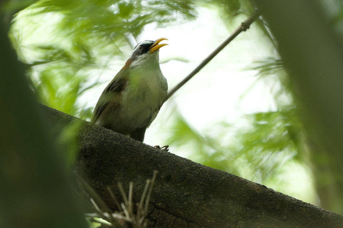 White-browed Scimitar-Babbler - ML620409707