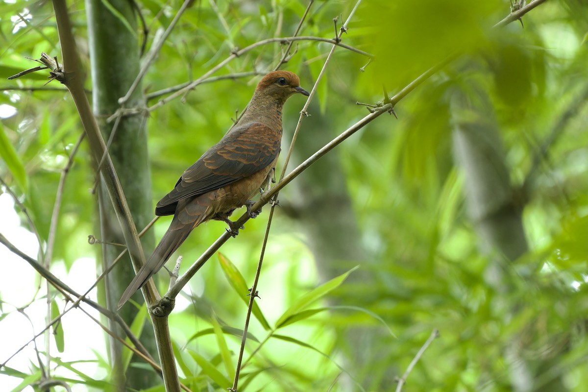 Phasianelle à tête rousse - ML620409711