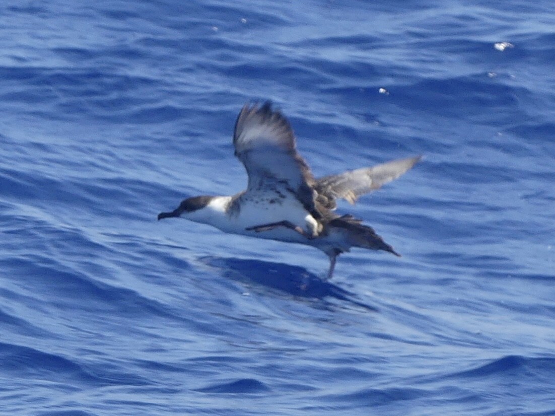 Great Shearwater - ML620409727