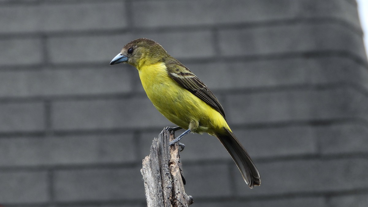 Flame-rumped Tanager (Lemon-rumped) - ML620409730