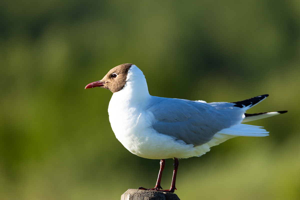 Mouette rieuse - ML620409732